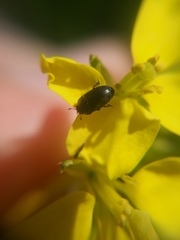 Coleoptera