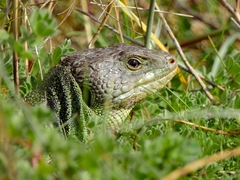 Timon lepidus lepidus