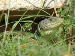 Timon lepidus lepidus