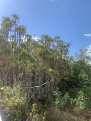 Acoelorraphe wrightii