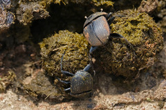 Scarabaeus ambiguus