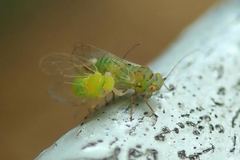 Ciriacreminae