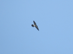 Falco peregrinus brookei
