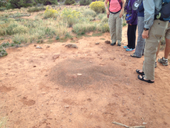 Pogonomyrmex occidentalis