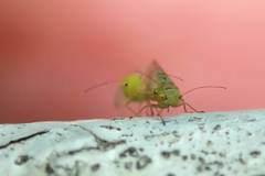Ciriacreminae