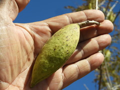 Amphilophium paniculatum