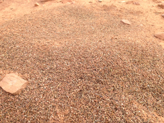 Pogonomyrmex occidentalis