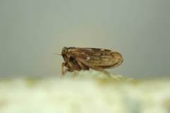 Megophthalminae