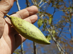 Amphilophium paniculatum