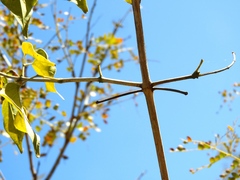 Amphilophium paniculatum