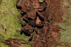 Methidrysis afflicta