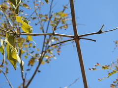 Amphilophium paniculatum