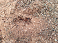 Pogonomyrmex occidentalis