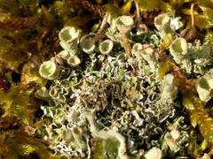 Cladonia humilis