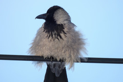 Corvus cornix
