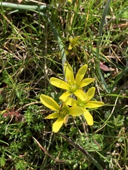 Gagea lutea