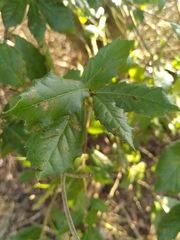 Angiospermae