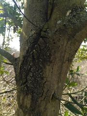 Angiospermae