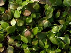 Cochlearia danica