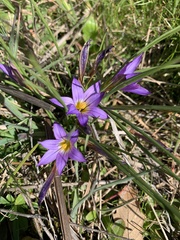 Crocus carpetanus