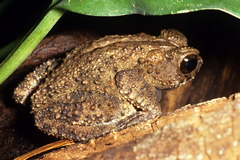 Ingerophrynus parvus