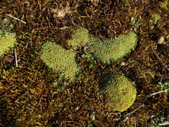 Tortella flavovirens