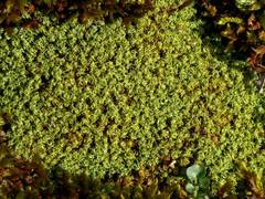 Tortella flavovirens