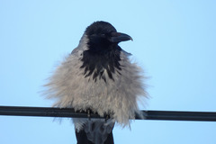Corvus cornix