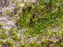 Tortella flavovirens