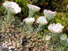 Cladonia pocillum
