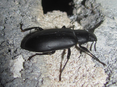 Alobates pensylvanicus