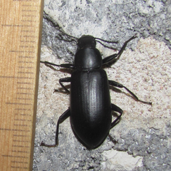 Alobates pensylvanicus