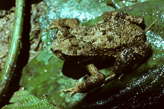 Ingerophrynus parvus