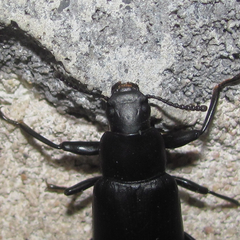 Alobates pensylvanicus