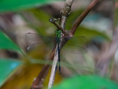 Gynacantha subinterrupta
