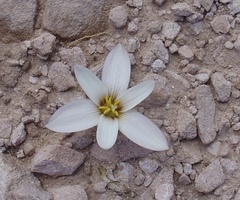 Zephyranthes andina