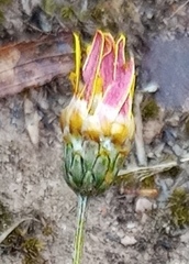 Ursinia discolor