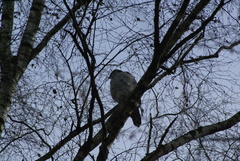 Accipiter gentilis