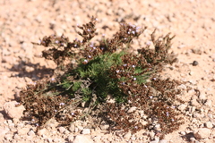 Limonium linifolium