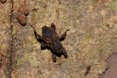 Methidrysis afflicta