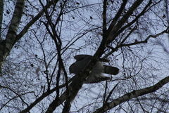 Accipiter gentilis