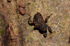 Methidrysis afflicta