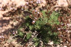 Limonium linifolium