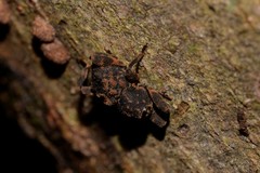 Methidrysis afflicta