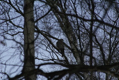 Accipiter gentilis