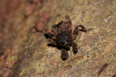 Methidrysis afflicta