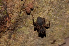 Methidrysis afflicta