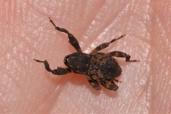 Methidrysis afflicta