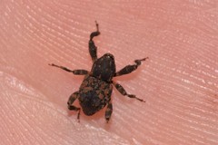 Methidrysis afflicta