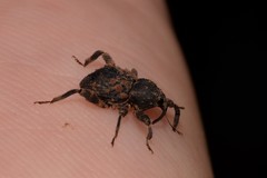 Methidrysis afflicta